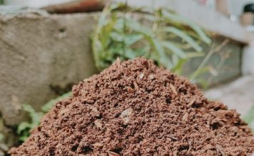 【Giải Đáp】Đất Đỏ Bazan Trồng Cây Ăn Quả Gì Phát Triển Tốt Nhất?