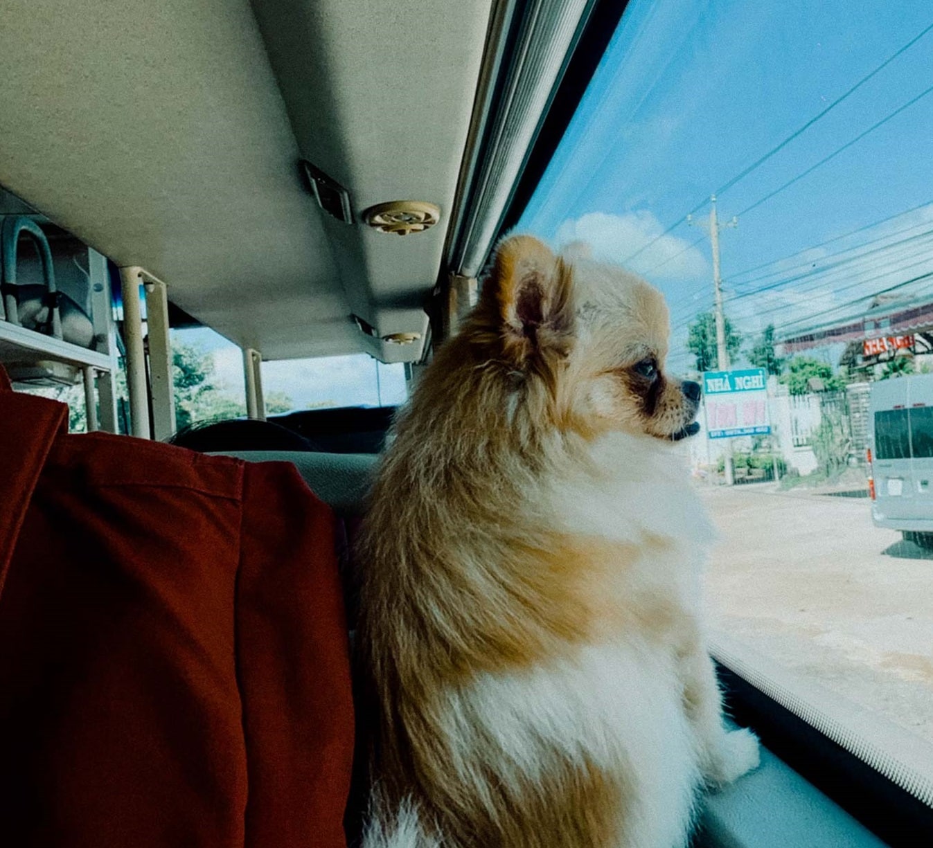 Cách vận chuyển chó đi xa bằng xe khách vận chuyển chó mèo