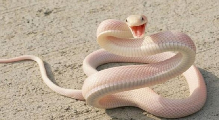 Mơ thấy rắn trắng đánh con gì? Điềm lành hay dữ?