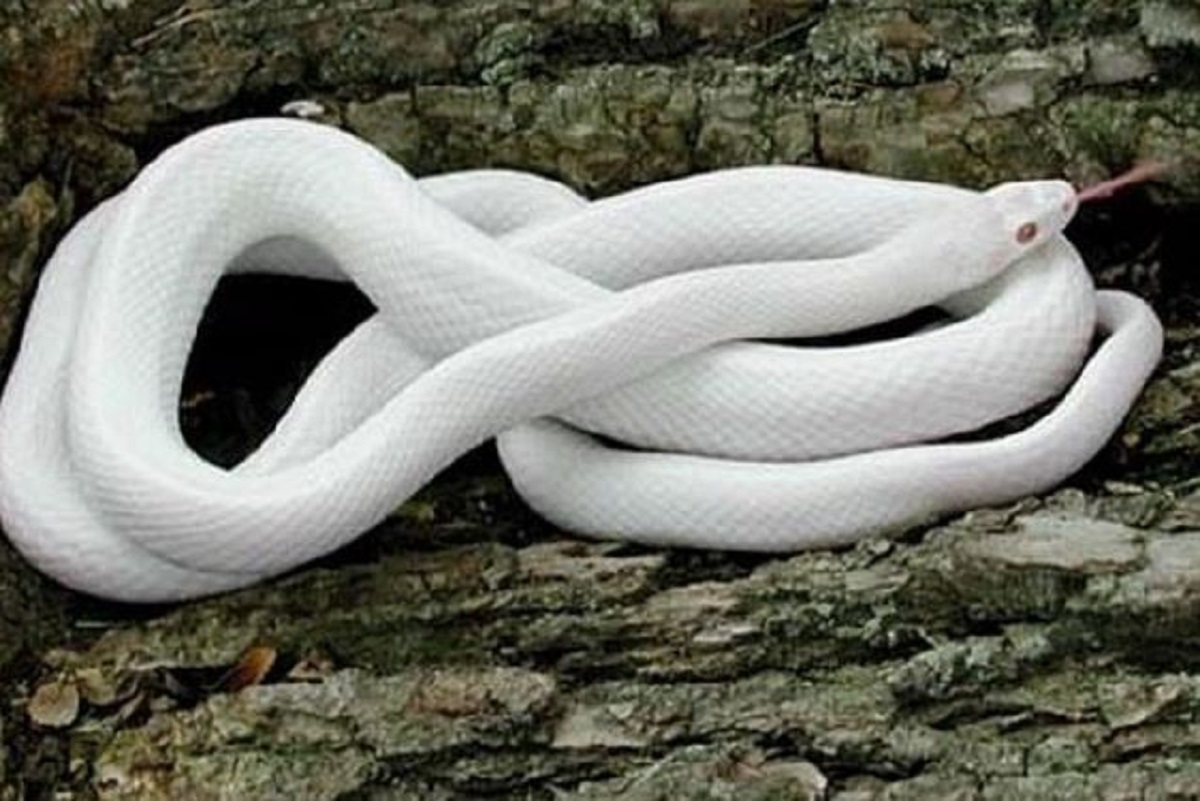 Mơ thấy rắn trắng đánh con gì? Điềm lành hay dữ?