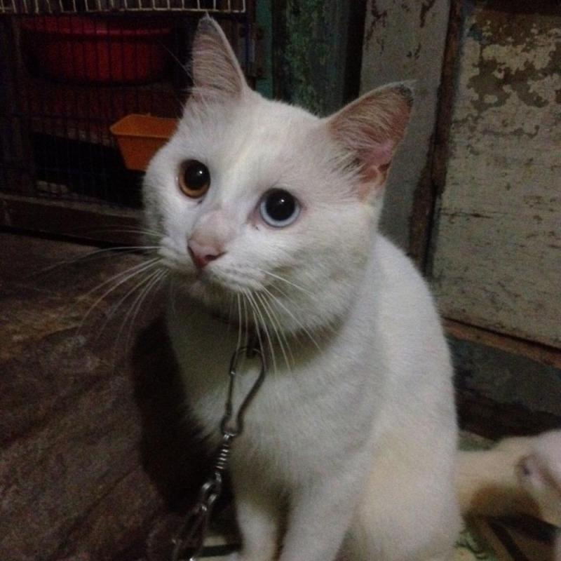 Bán bé mèo Anh lông dài con màu trắng - Chugiong.com