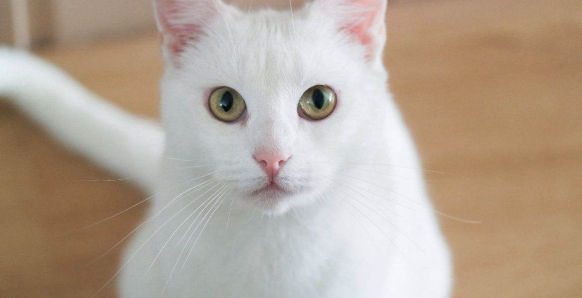 Luận giải ý nghĩa giấc mơ thấy mèo trắng là điềm gì?