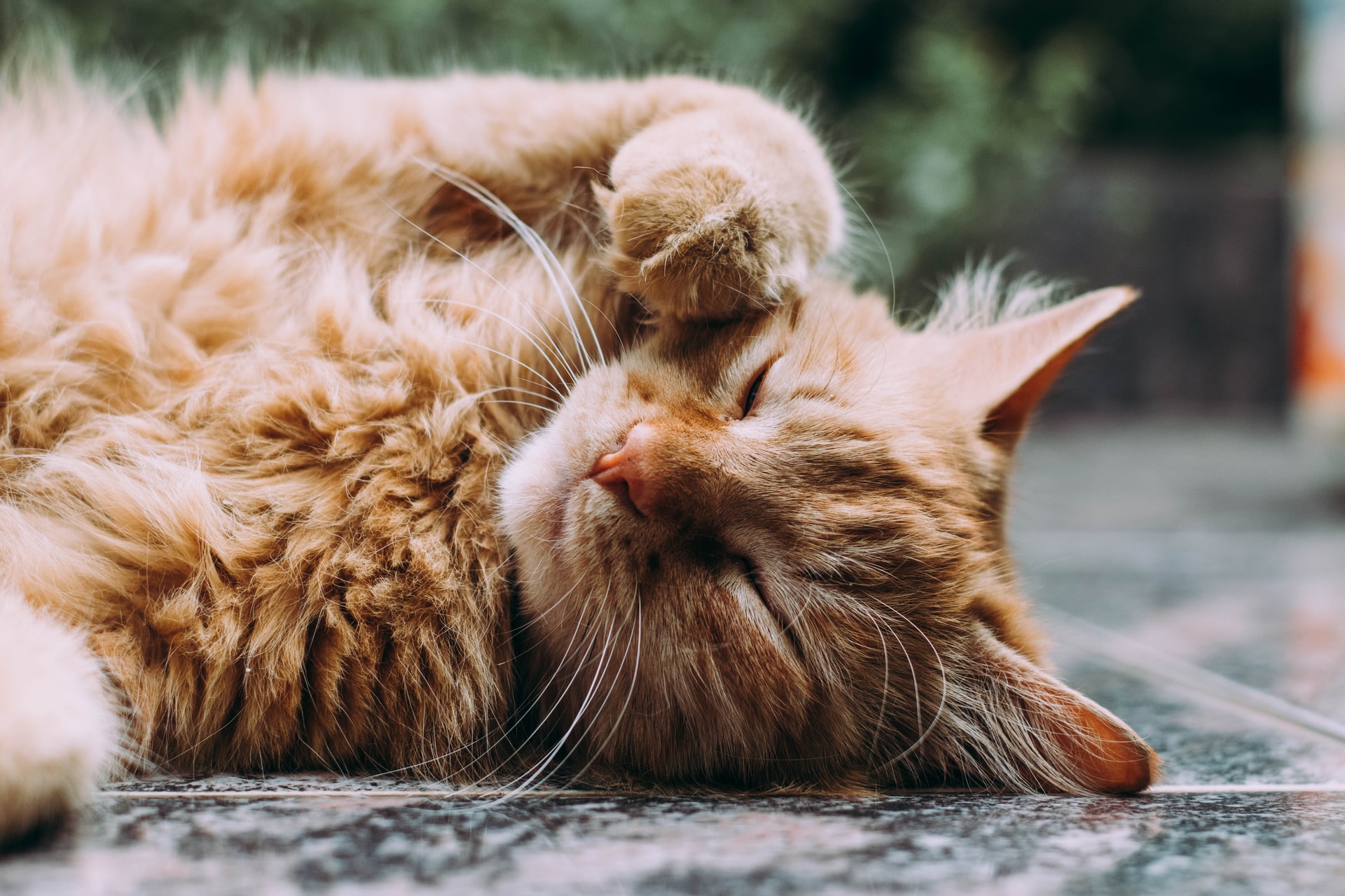 Giấc mơ thấy mèo chết và 16 điềm báo tâm linh - Blog Tử Vi