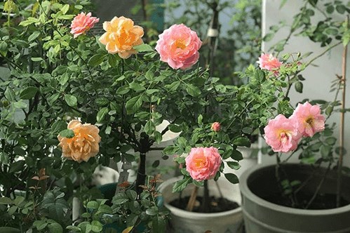 Có nên bón phân dê cho cây hoa hồng nở đẹp không?