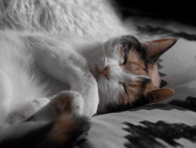 Giấc mơ thấy mèo chết và 16 điềm báo tâm linh - Blog Tử Vi