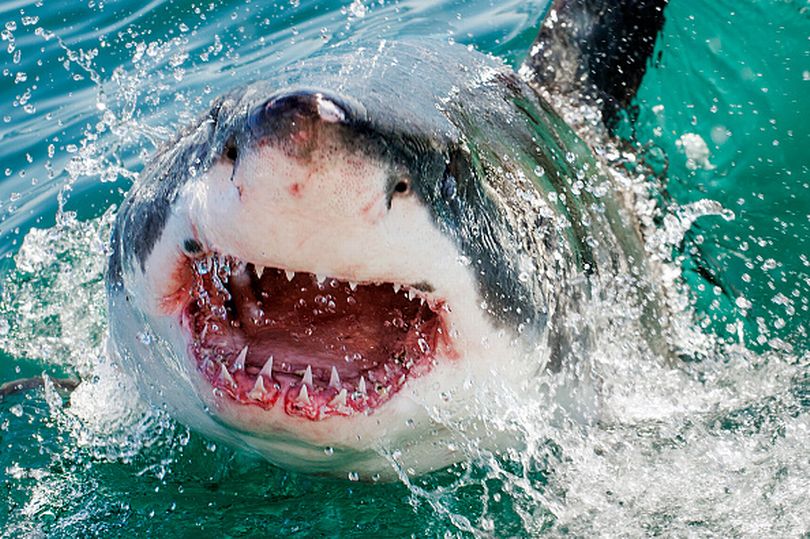 Nằm mơ thấy cá mập: Giải mã chi tiết mơ thấy cá mập và nên đặt cược vào con số nào?