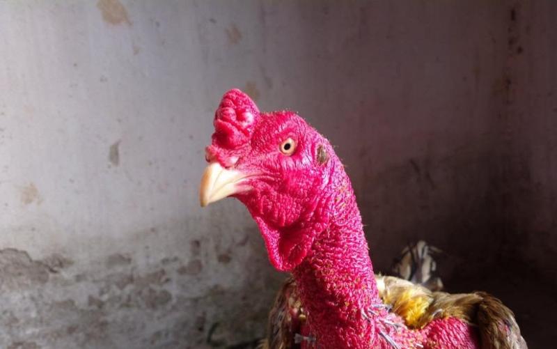 Triệu chứng, dấu hiệu và cách điều trị bệnh thối tai ở gà chọi - Thế giới chọi gà