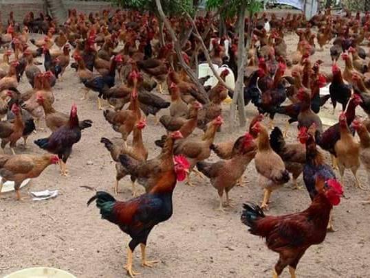 Mô hình nuôi gà thả vườn an toàn sinh học ở Đắc Nông